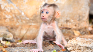 Close-up of baby Steely exploring and looking curious in the forest
