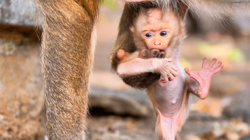 Mother monkey holding and protecting her baby in a natural forest environment