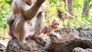 Mama Stephanie sitting with baby Steely in the forest during daily activities